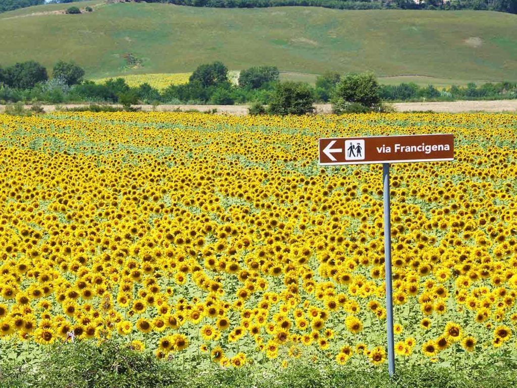 The Via Francigena sign and sunflowers