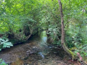 Camino Primitivo flowing stream and trees.