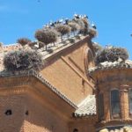 La Rioja Storks in Alfaro summer 2024 la concha.