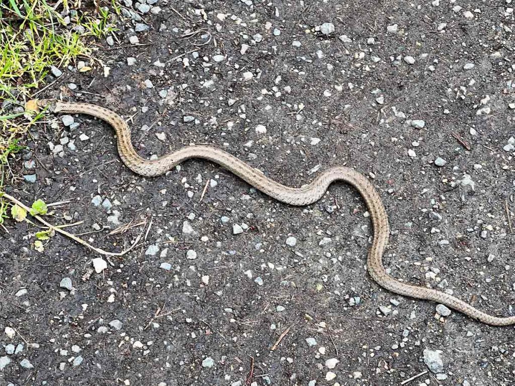 Snake on Camino Larocca-Pitts, autumn 2024 la concha