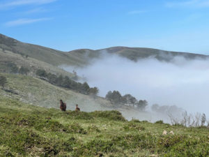 My weightless pack Mastini autumn 2024 la concha, mist and horses.