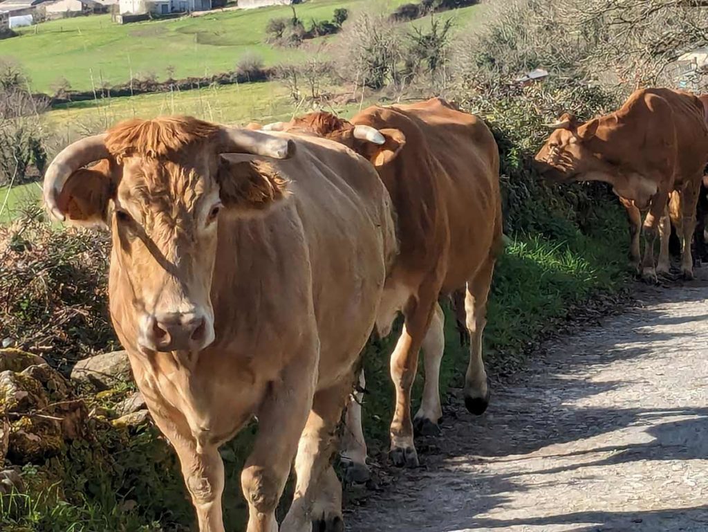 Cows Camino Feliu Autumn 2024 la Concha.