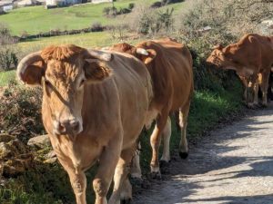 Cows Camino Feliu Autumn 2024 la Concha.