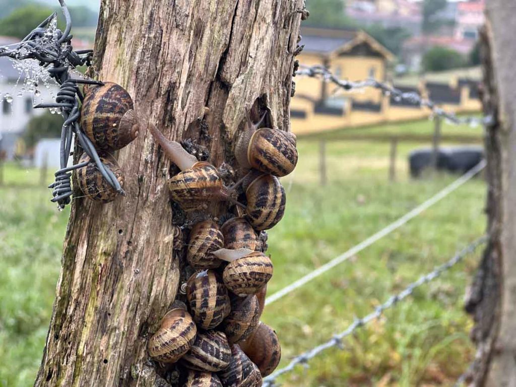 camino slugs on primitivo winter '25 la concha.