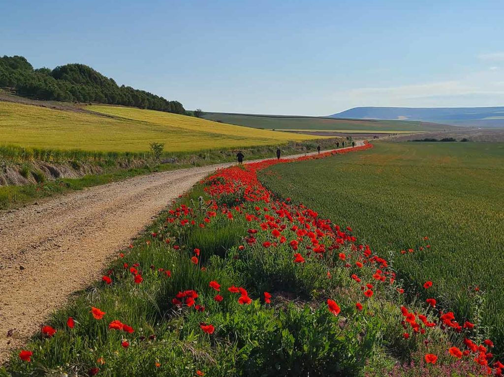 Hector Jimenez poppy path spring 2025 la concha