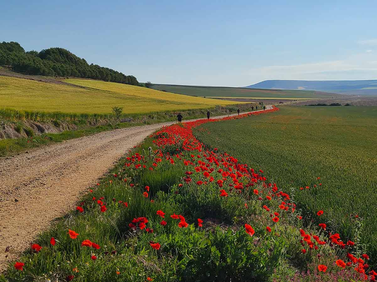 Hector Jimenez poppy path spring 2025 la concha