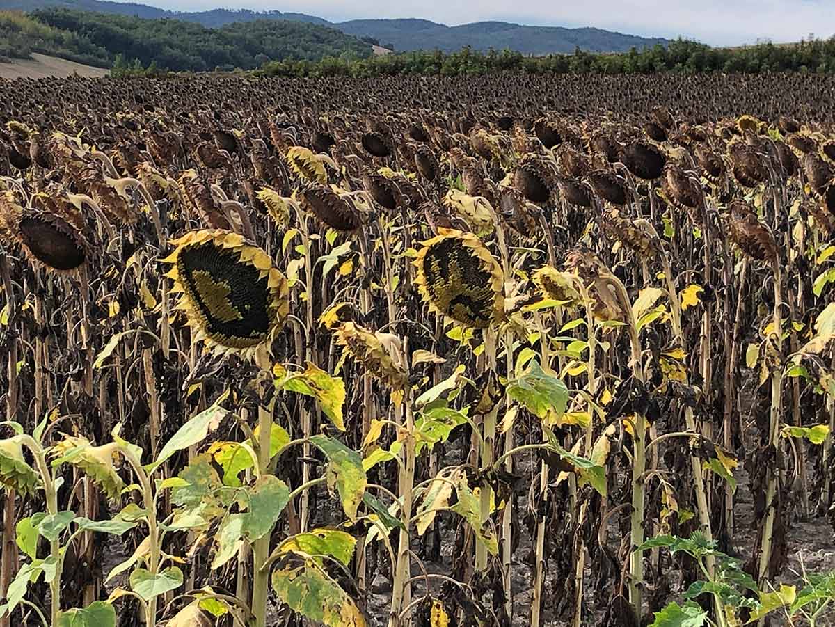 Sunflowers Katherine January spring 2025 la concha.