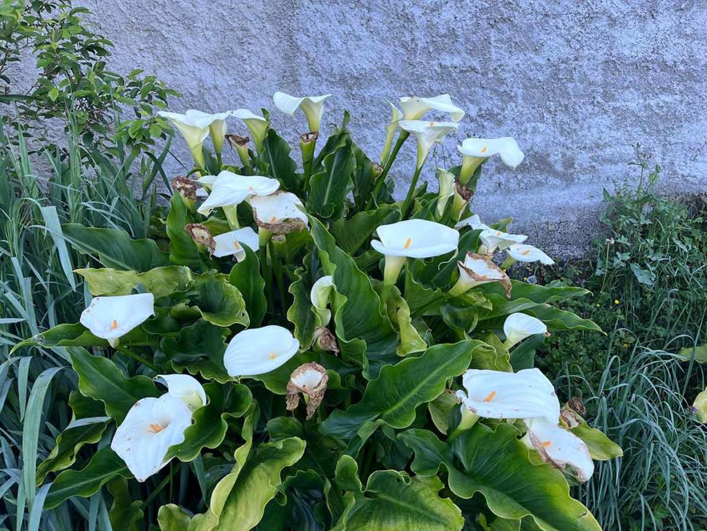 the birds their carols calla lily joyce detoni hill autumn 2025 la concha