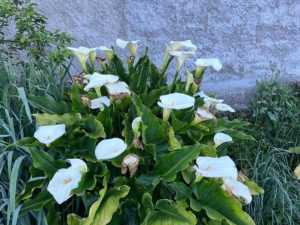 the birds their carols calla lily joyce detoni hill autumn 2025 la concha