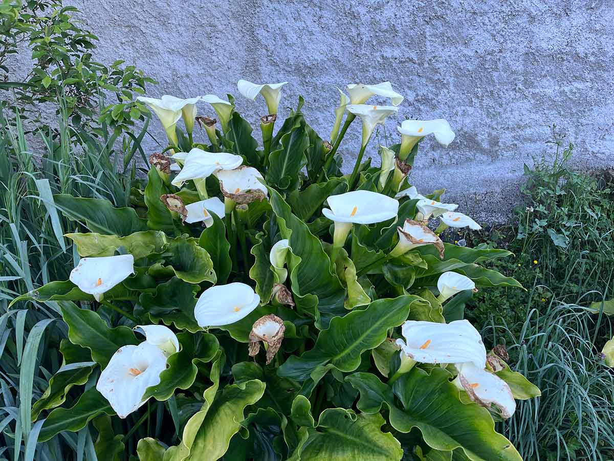 the birds their carols calla lily joyce detoni hill autumn 2025 la concha