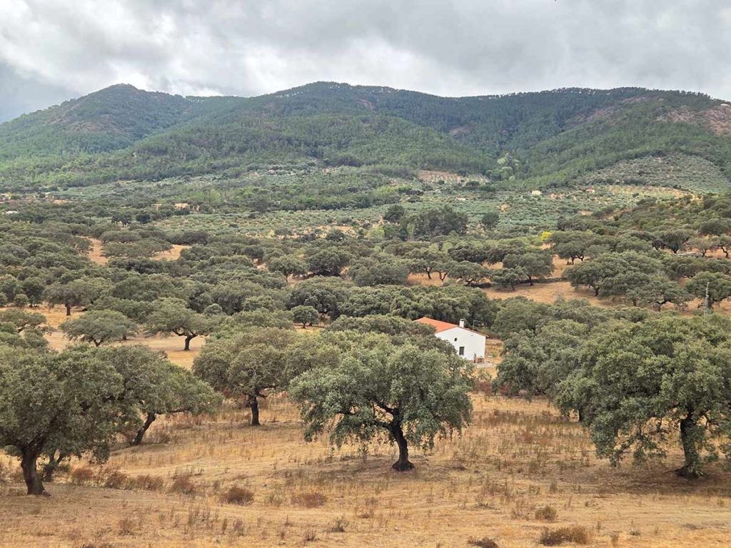 oak monesterio via de la plata blaine reda