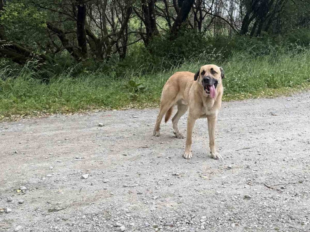 dog kind anatolian Angela Flynn