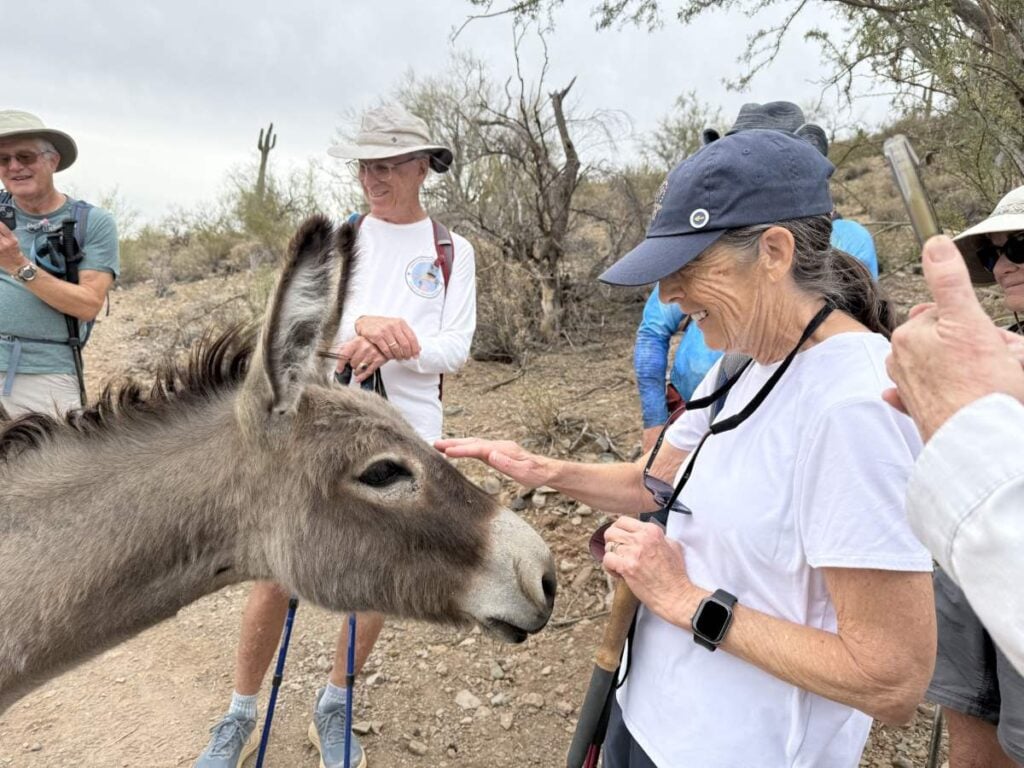 Valley Of The Sun burro Bob Volk