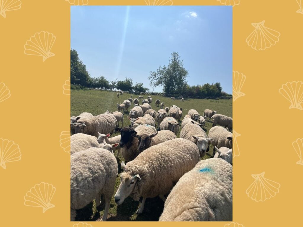 english sheep rebecca balcarel