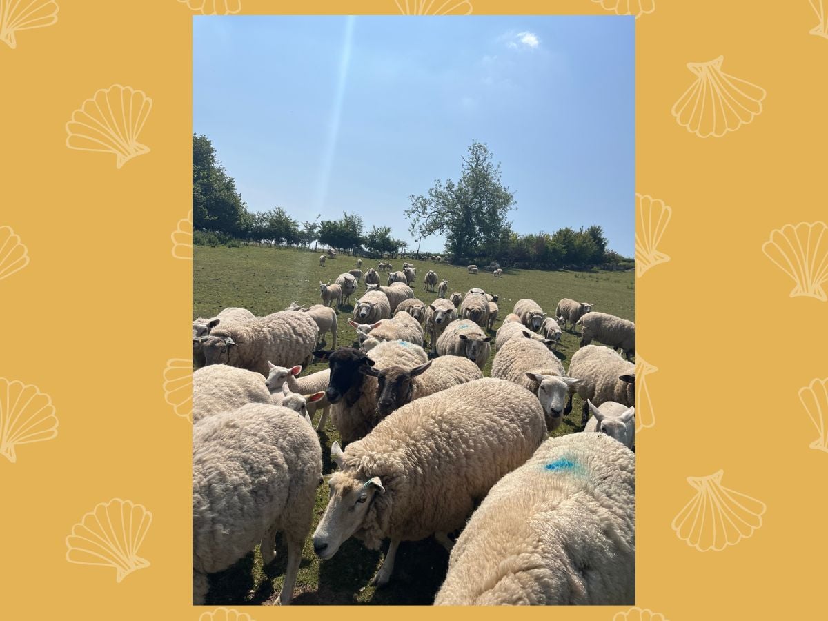 english sheep rebecca balcarel