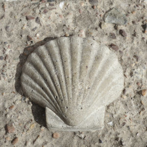 shell-closeup shell-closeup