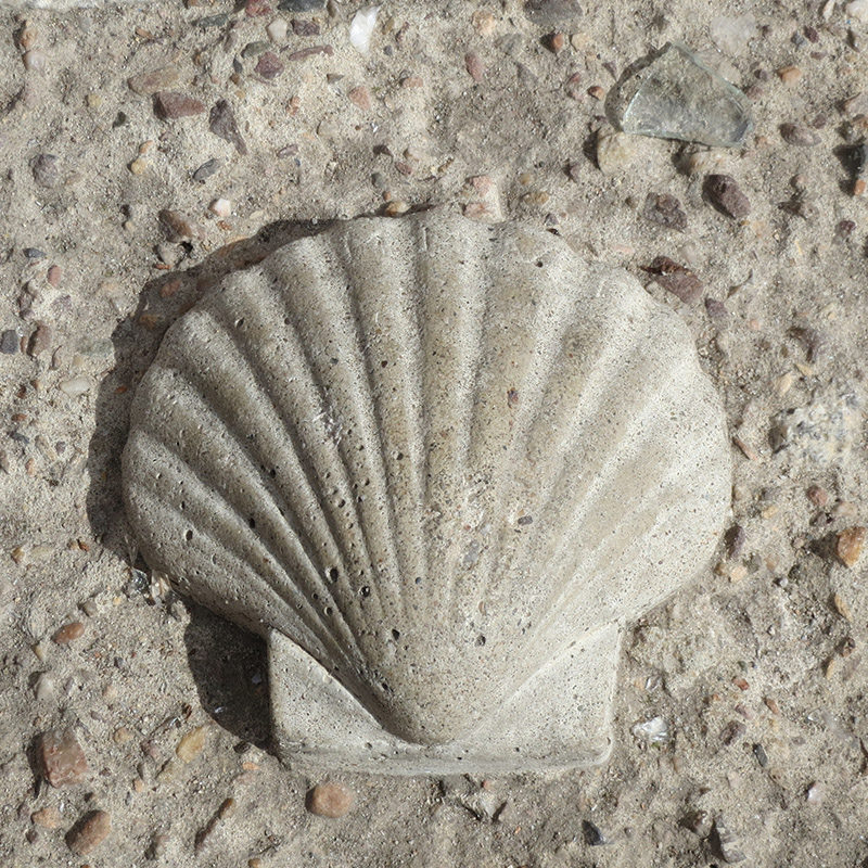 shell-closeup